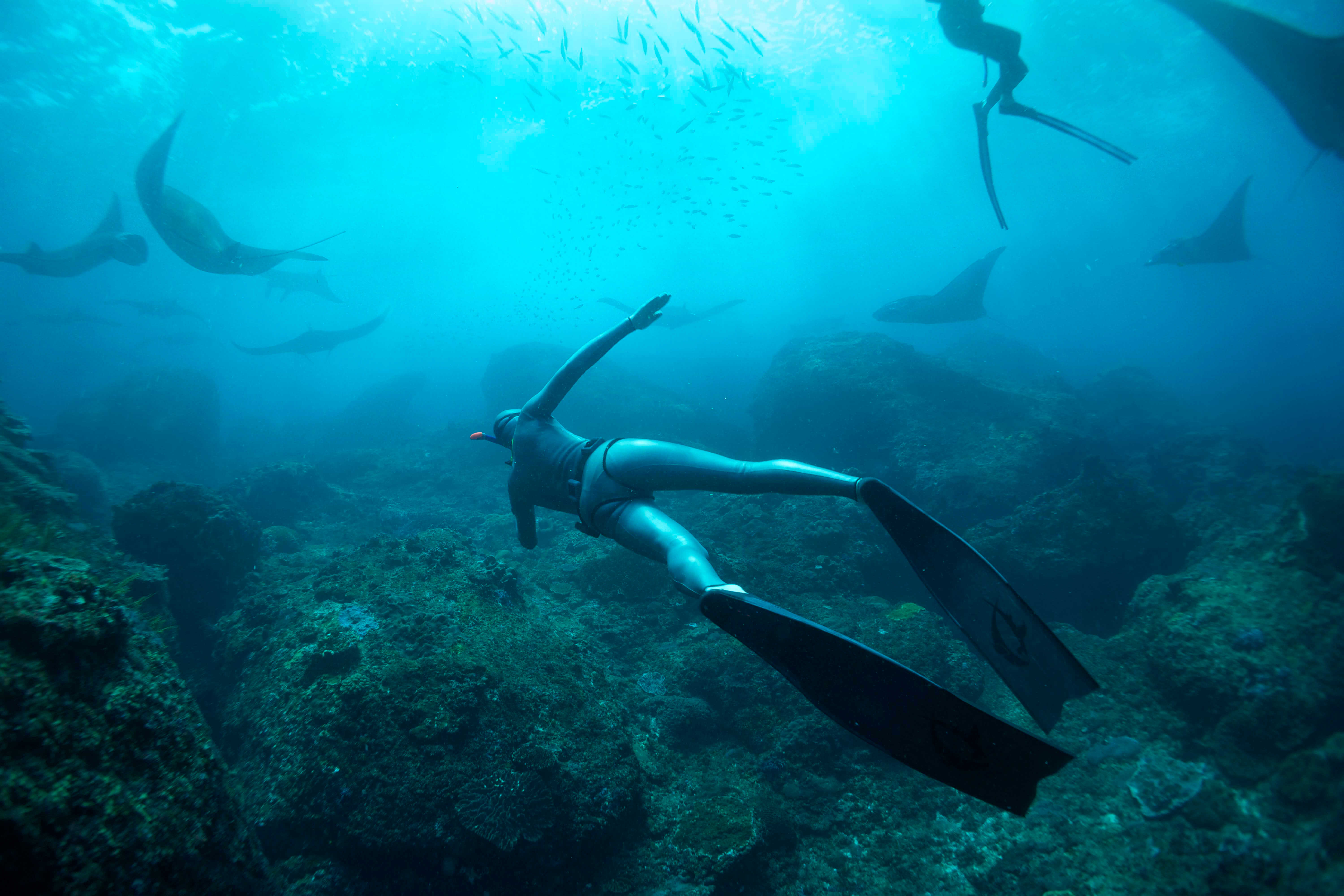 Picture of freediving with mantas
