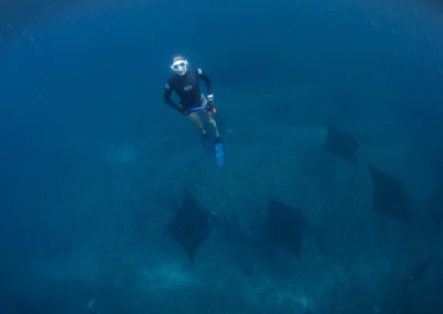 Picture freediving with mantas