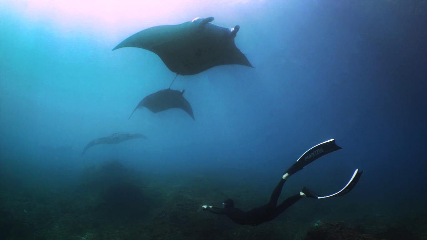 Few manta rays are diving